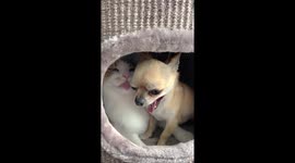 Dog And Cat Are Best Friends