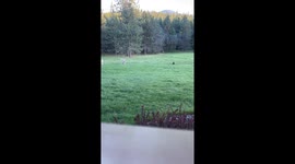 Cat Tries To Befriend Deer