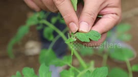 Chinese agri-tech benefits people in Sao Tome and Principe