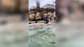 Sea lions charge at tourists on beach sending them fleeing in terror