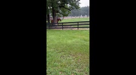 This Horse Is Invisible