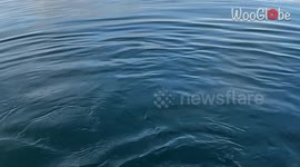 Hungry sharks steals burly basket and bait from the fisher *Crazy Happening*