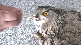 Police in China's Heilongjiang help injured owl