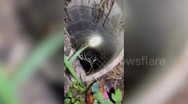 Stray dog stuck in bottom of well rescued