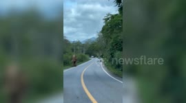 Curious wild elephant checks out cars on mountain road in Thailand