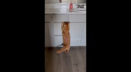 New House Means New Kitty Hiding Spots