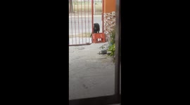 Clever Dog Figures Out How to Open Gate