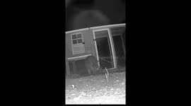 Raccoon Scared From Chicken Coop by Security Camera