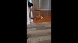 Orange Cat Looks For His Brain Cells