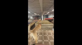 Dogs Race On Rugs