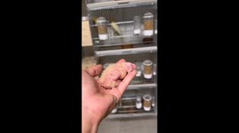 Adorable new arrival: baby parrot dreams peacefully in loving hands