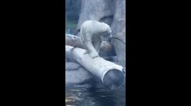 Playful Polar Bear Entertains Family at the Zoo