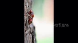 Watch this bright red cicada's stunning transformation