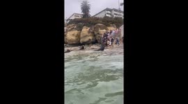 Sea Lions Don't Like Tourists