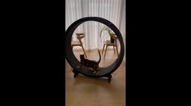Cat Siblings Are Selfish With The Wheel