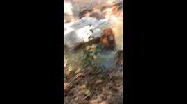 Two Bears Chillin In A Pond