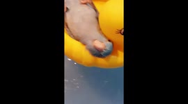 This parrot is having the time of its life floating on a large rubber duck