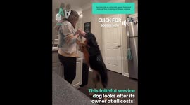 Service Dog Knows When Owner is About to Faint!