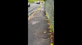 Orphaned Ducklings Helped Across Road