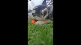 We were just hanging out then suddenly I knew that my husky can eat carrots