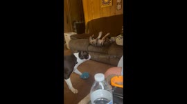 Energetic dog in mood to play rolls and falls off the couch *Silly Dog Antics*