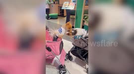 Two pet toy dogs greet each other from across their strollers