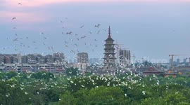 Egrets Return To Nests In Huai'an, China