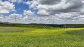 Wind Power Facility among Rapeseed Flower in Zhangjiakou, China