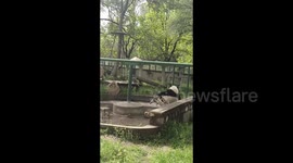Giant panda unforgettable tumble in Chinese zoo sparks laughter