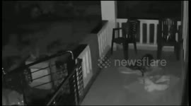 Horrifying moment leopard attacks and runs off with sleeping dog in India