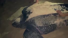 Massive leatherback sea turtle lays eggs for the first time in 20 years on beach in Phuket, Thailand