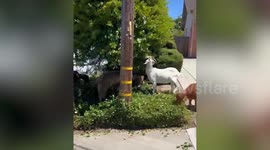 Dozens of escaped goats fill street in California