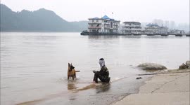 Pet Dogs Cool Off in The Yangtze River in Yichang, China