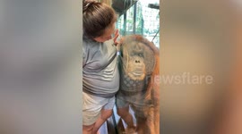 Orangutan squeezes against pregnant woman's tummy to listen to baby's heartbeat