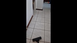 Adorable German Shepherd is fascinated and afraid of the vacuum cleaner *Hilarious Reaction*