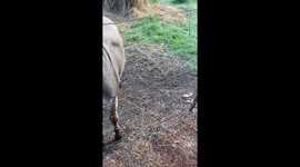 Donkey Loving The New Green Ball