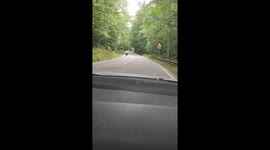 Transfagarasan Brown Bear Waves Hello