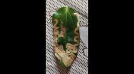 Timelapse of worm eating though leaf in pattern of snake