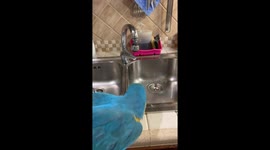 Parrot Likes Only The Freshest Water