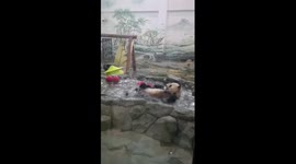Giant pandas cool off amid summer heat in China's Hunan