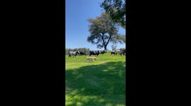 Golden retriever puppies visit the countryside and meet cows for the first time