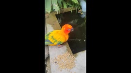 Bird Feeds Pellets To Hungry Fish