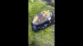 Laguna Limpet Lunchtime