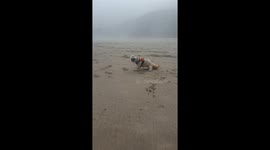Cute Dog Playing on a Sandy Beach in Scarborough Cayton Bay.