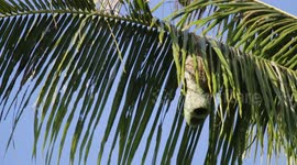 Funny Moment Spotted Dove Watched A Village weaver (Ploceidae) make a nest for his couple on the coconut tree on July 27, 2023, in Tanah Datar District, West Sumatra, Indonesia