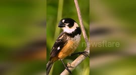 Pássaro coleiro do brejo cantando na natureza muito lindo esse pássaro
