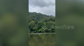 Wild deer swims cross canal in search of food in Thailand
