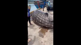 Giant whale shark weighing 2 tons washes up on beach in Vietnam