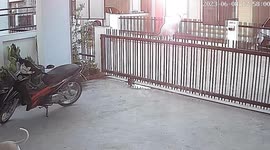 Plucky pet dog leaps over garden gate to escape