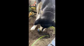 Our Funny Alaskan Malamute Dotty is a novice at burying her ball but with the watchful eye of Sojou her mama she will soon learn